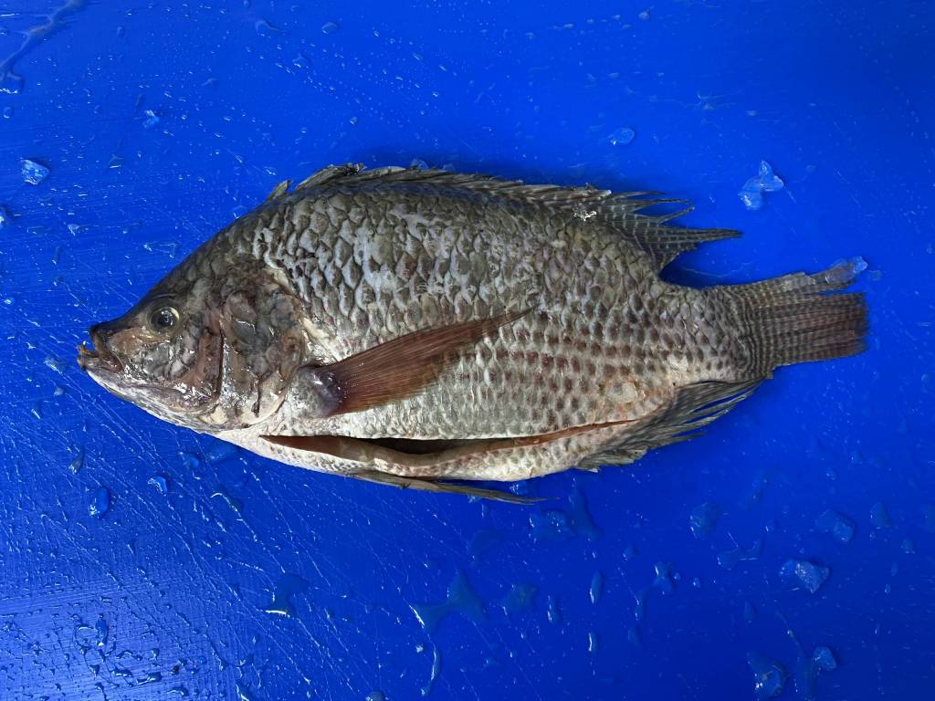 silver perch