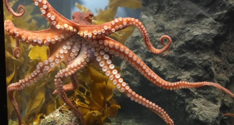 Spanish Octopus
