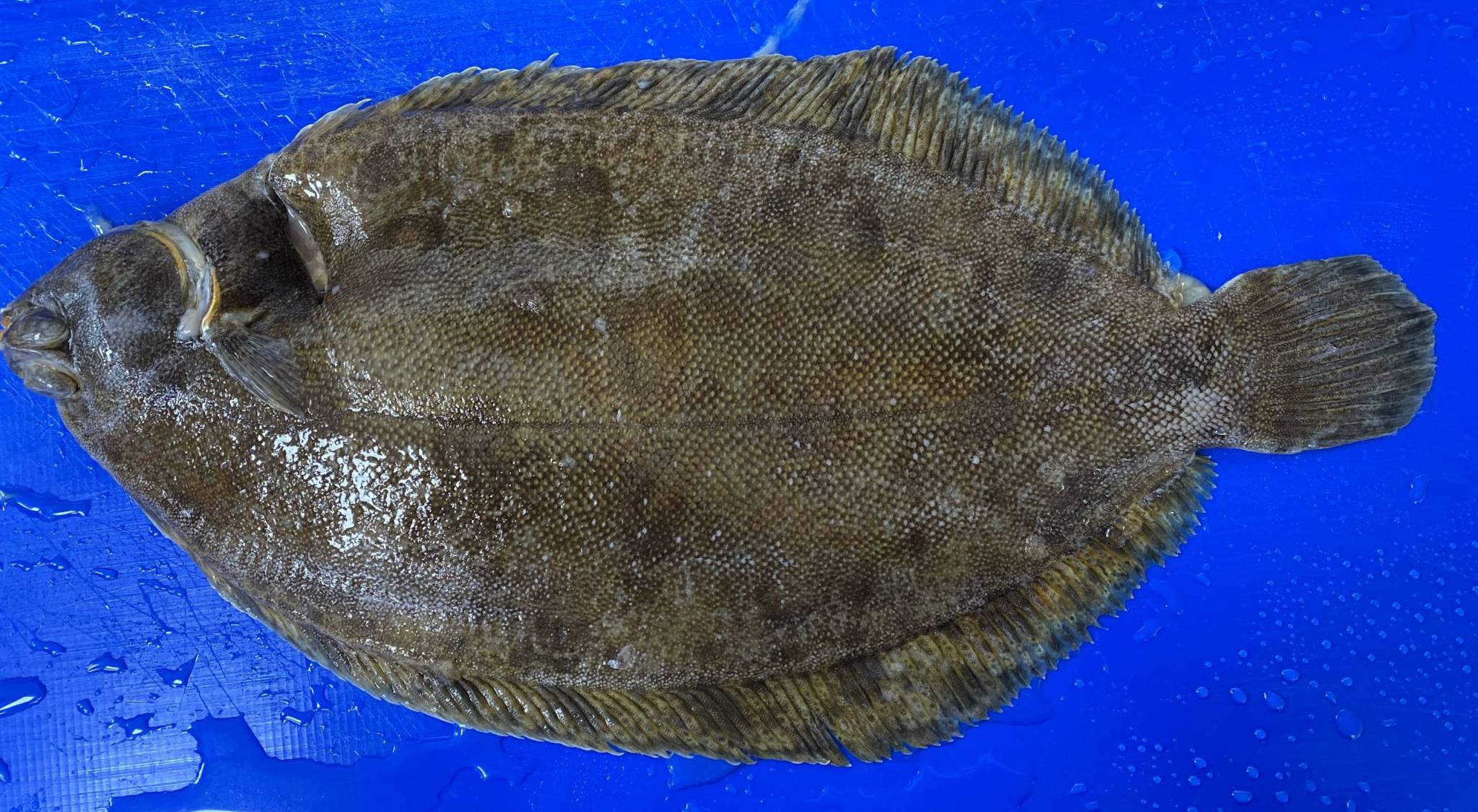 lemon-sole-buy-online-free-nationwide-delivery